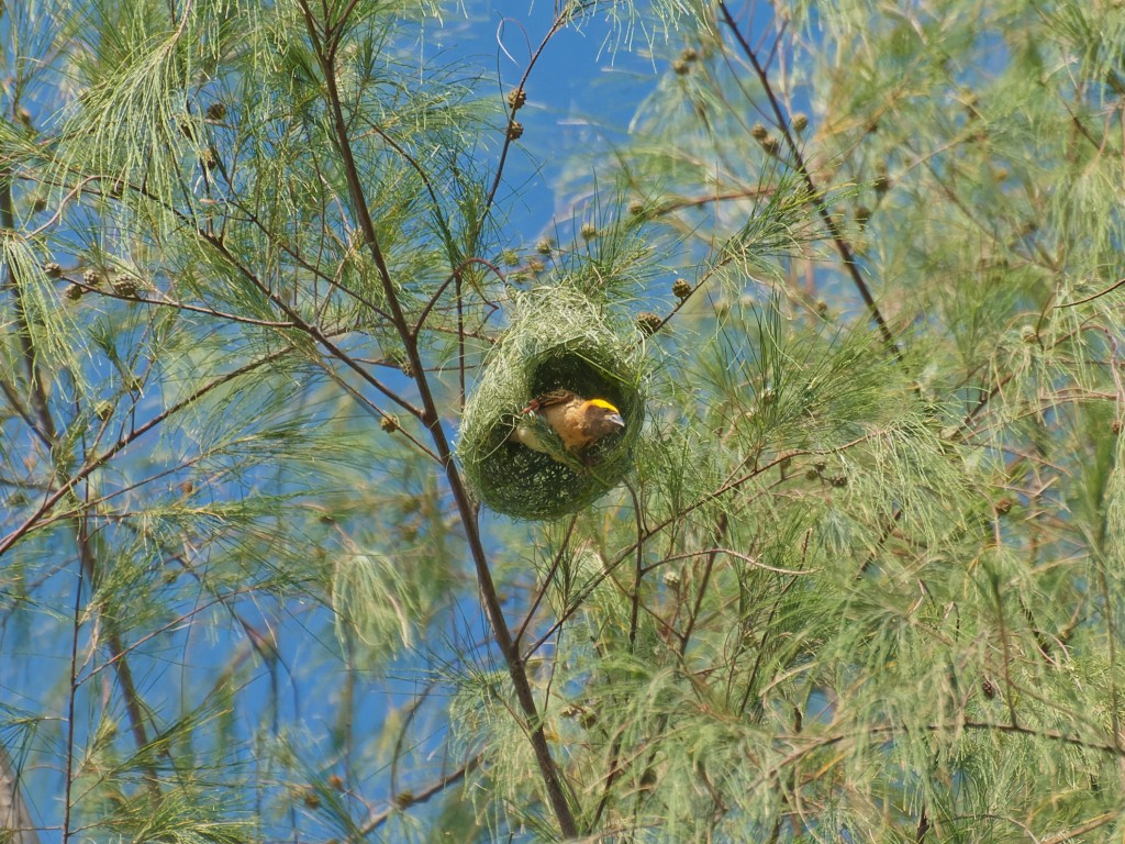 This image has an empty alt attribute; its file name is p2201460_weaver.jpg